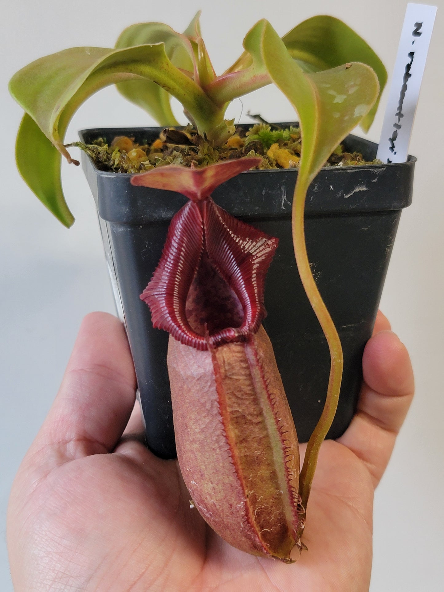 Nepenthes robcantleyi x ovata BE