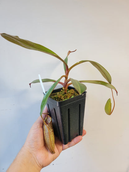 Nepenthes peltata x samudera BE