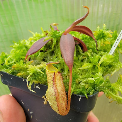 Nepenthes ceciliae BCP