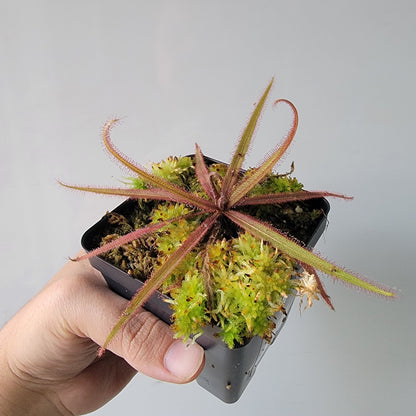 Drosera adelae 'Giant'