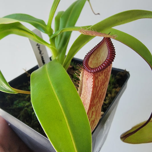 Nepenthes ventricosa x hamata BE