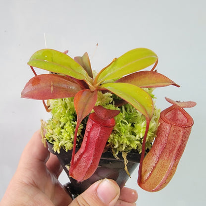 Nepenthes ventricosa x attenboroughii BE