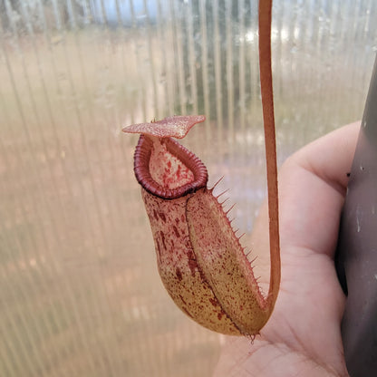 Nepenthes sibuyanensis x robcantleyi BE