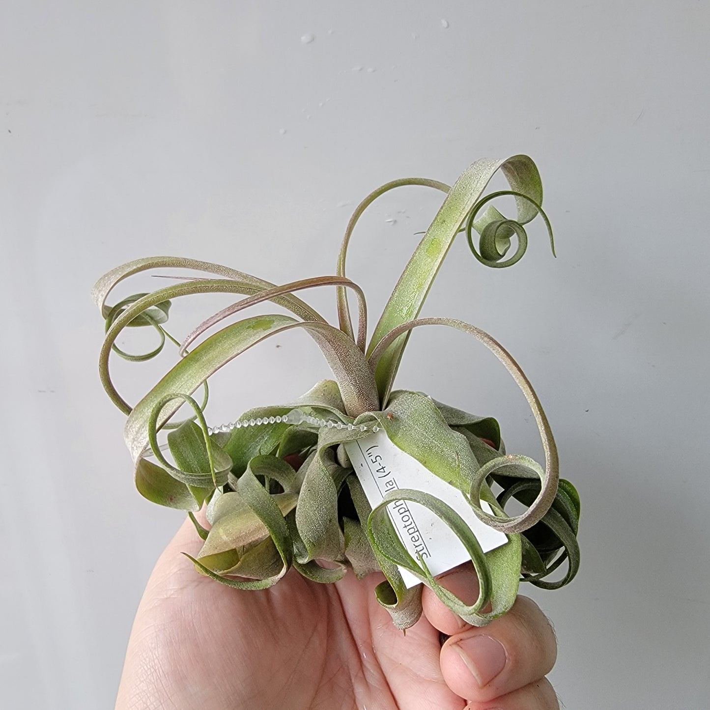 Tillandsia streptophylla 4"