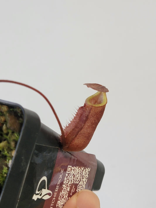 Nepenthes palawanensis BCP