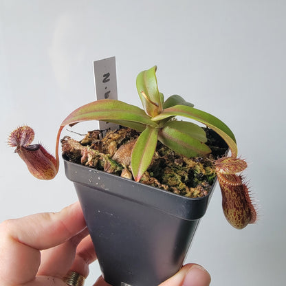 Nepenthes burkei x hamata BE