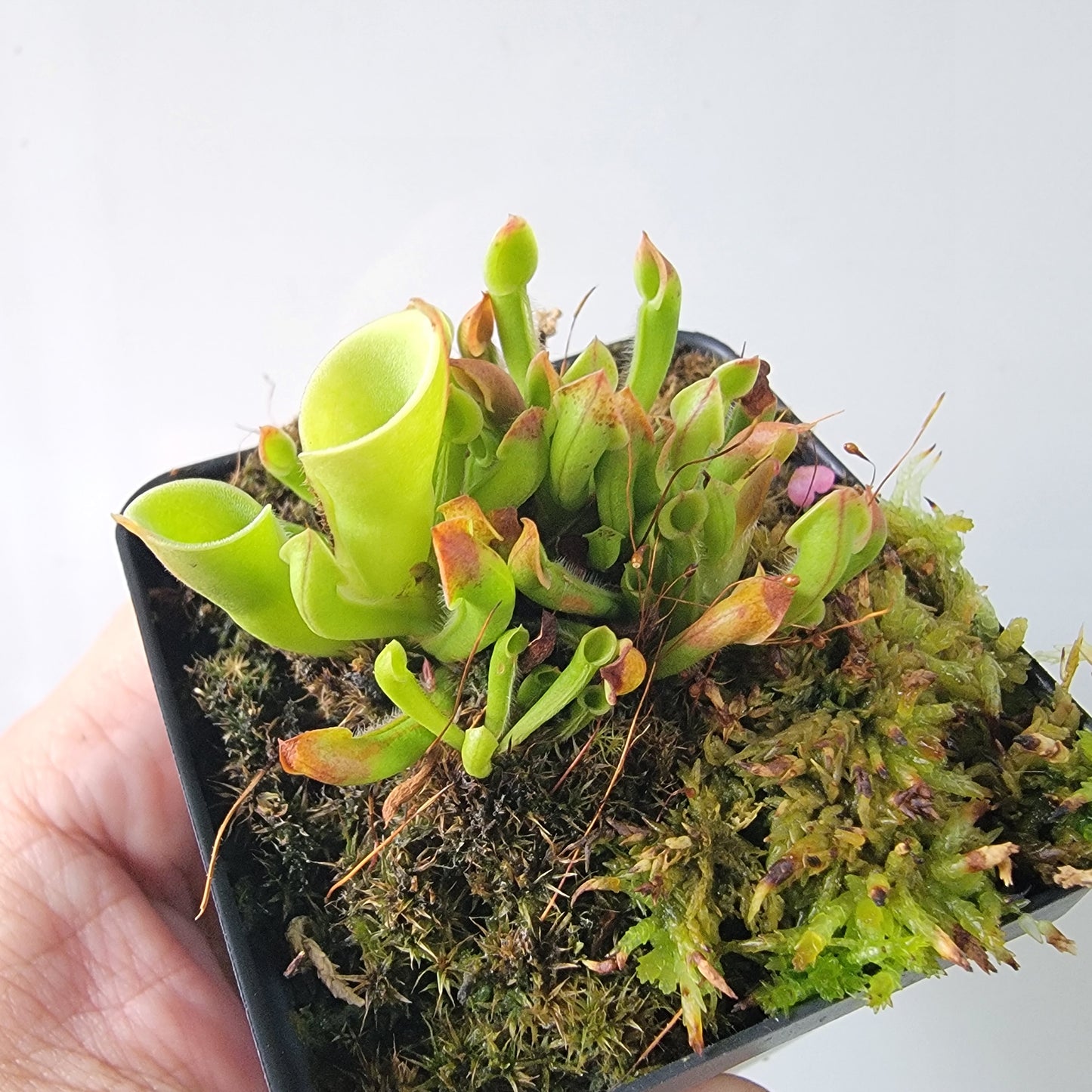 Heliamphora minor