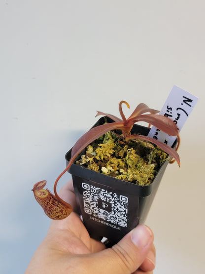 Nepenthes mollis x sibuyanensis BE