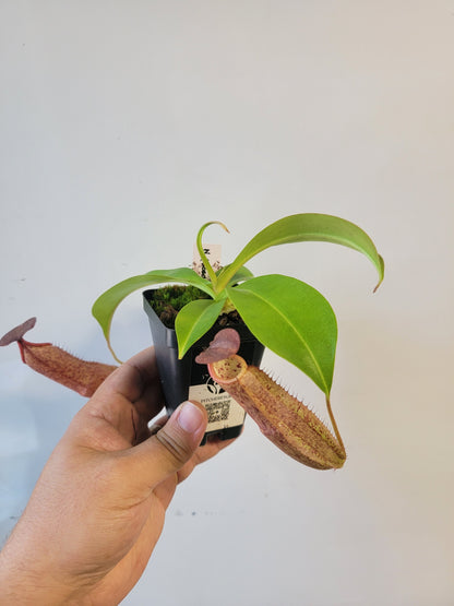 Nepenthes boschiana x sanguinea SG