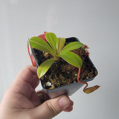 Nepenthes villosa x ventricosa BE