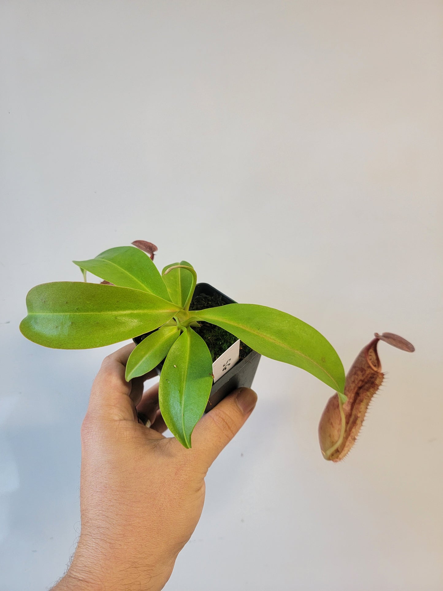 Nepenthes boschiana x sanguinea SG