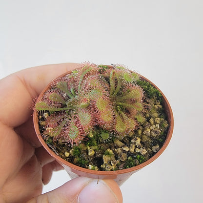 Drosera spathulata