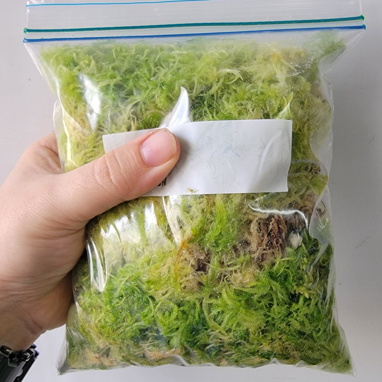 Sphagnum moss live 1 QT