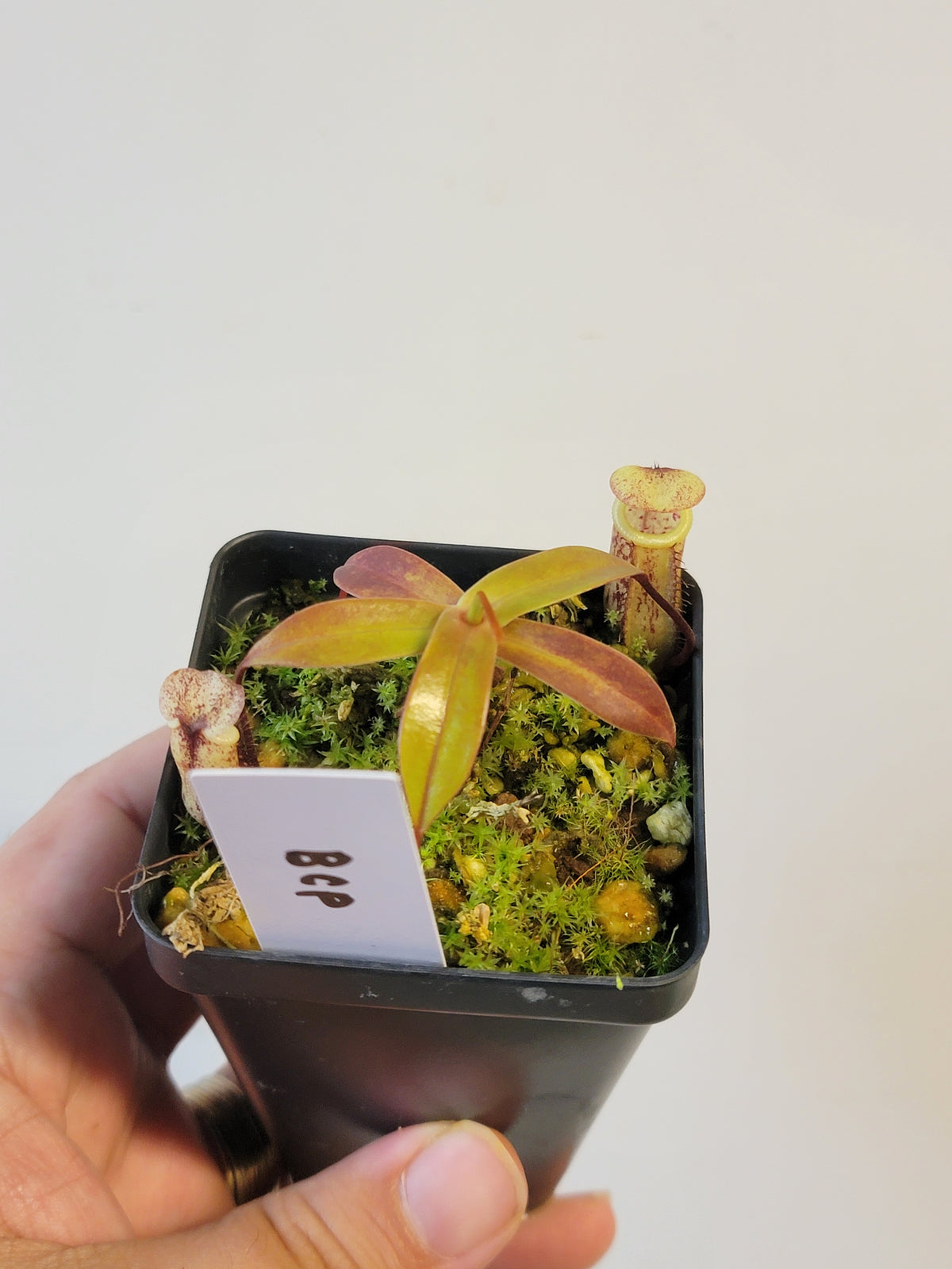 Nepenthes ulukaliana BCP