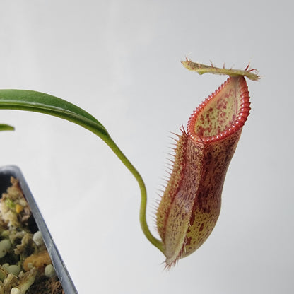 Nepenthes singalana x hamata BE