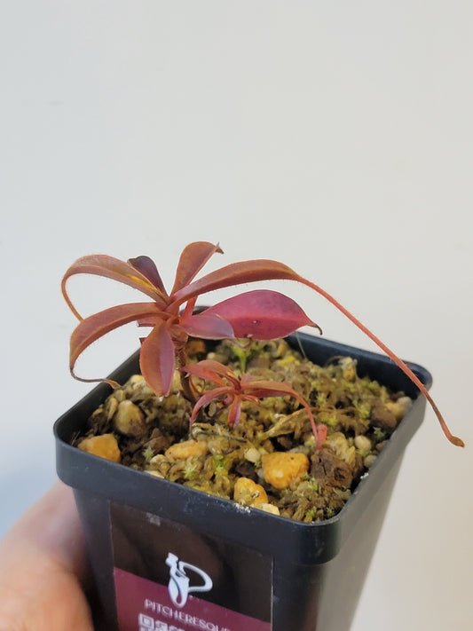 Nepenthes argentii BCP