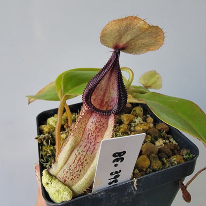 Nepenthes robcantleyi x hamata BE