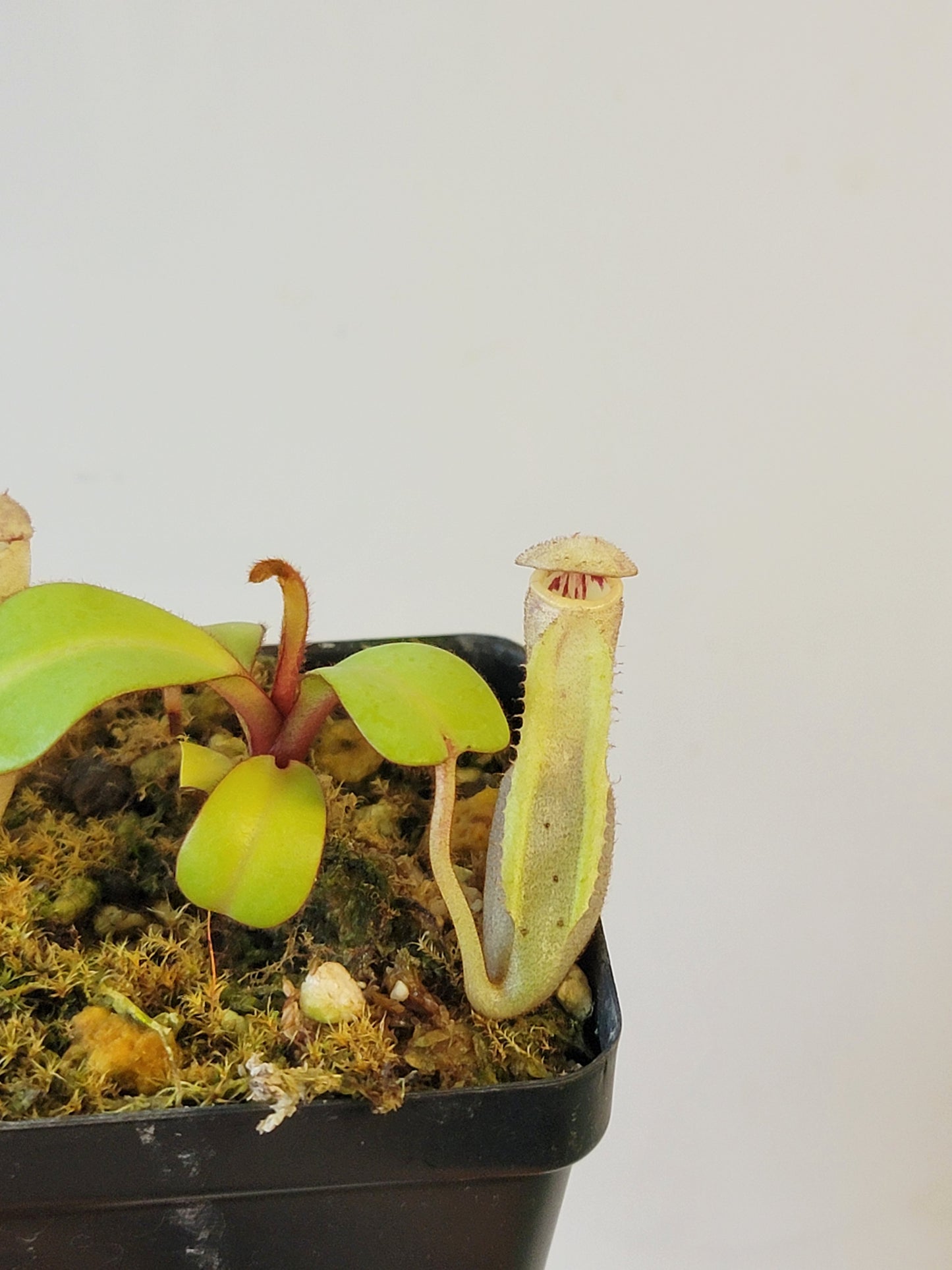 Nepenthes clipeata BE