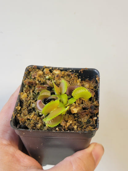 Dionaea musc. "GJ Bloody Nurse"