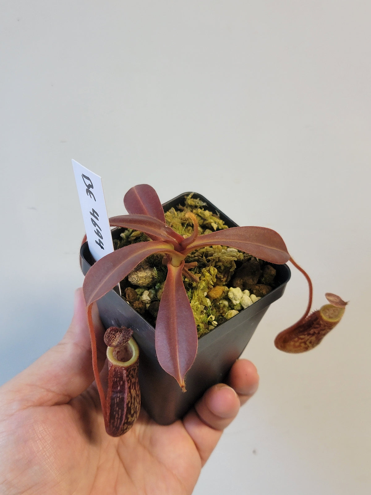 Nepenthes mollis x sibuyanensis BE