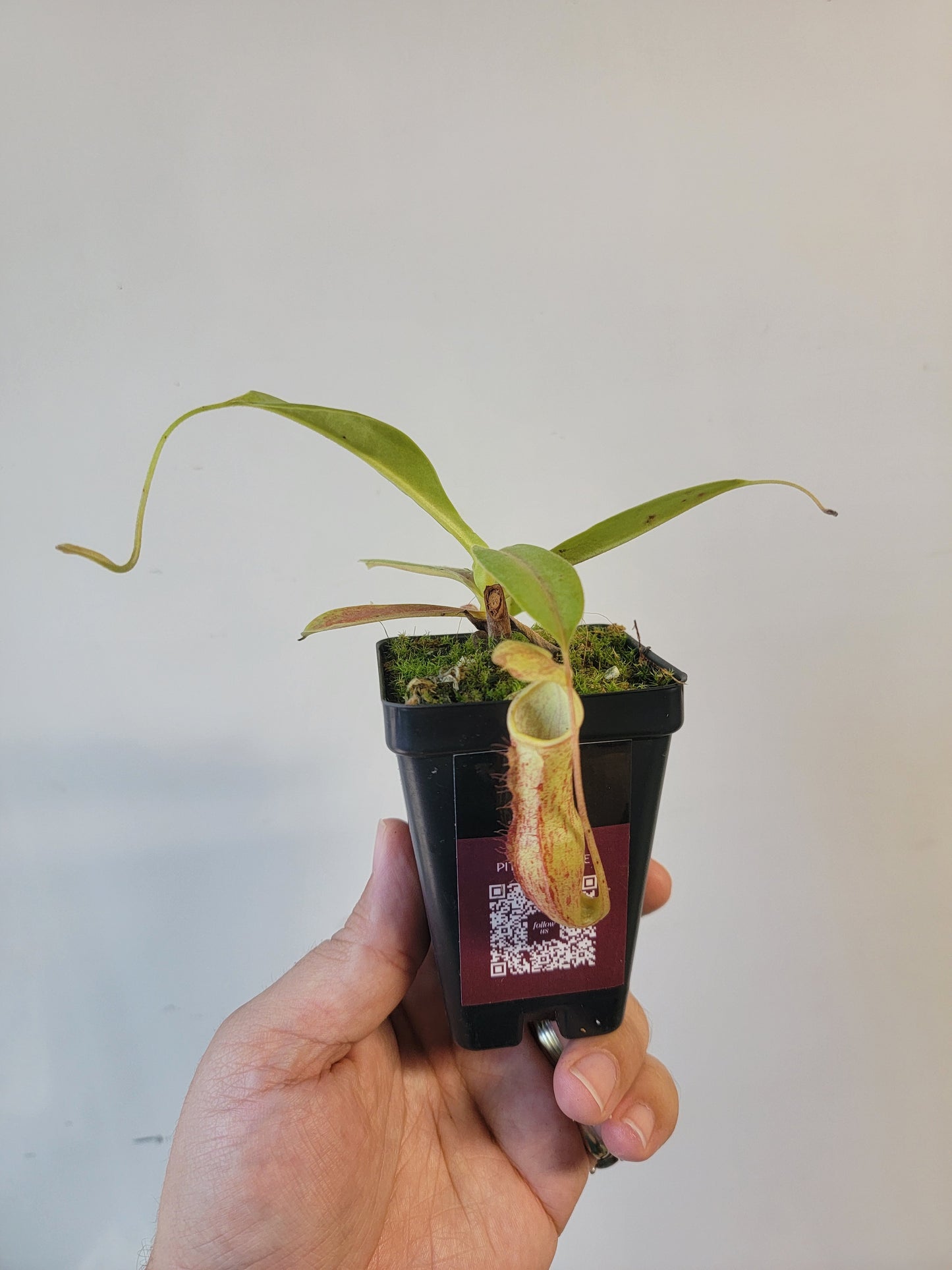 Nepenthes thorelii x maxima (x Rokko) MBRS clone