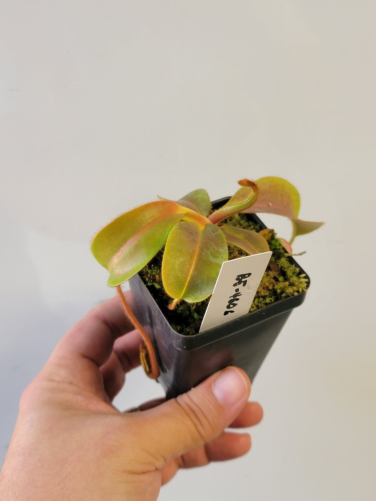Nepenthes villosa x veitchii (gold peristome) BE