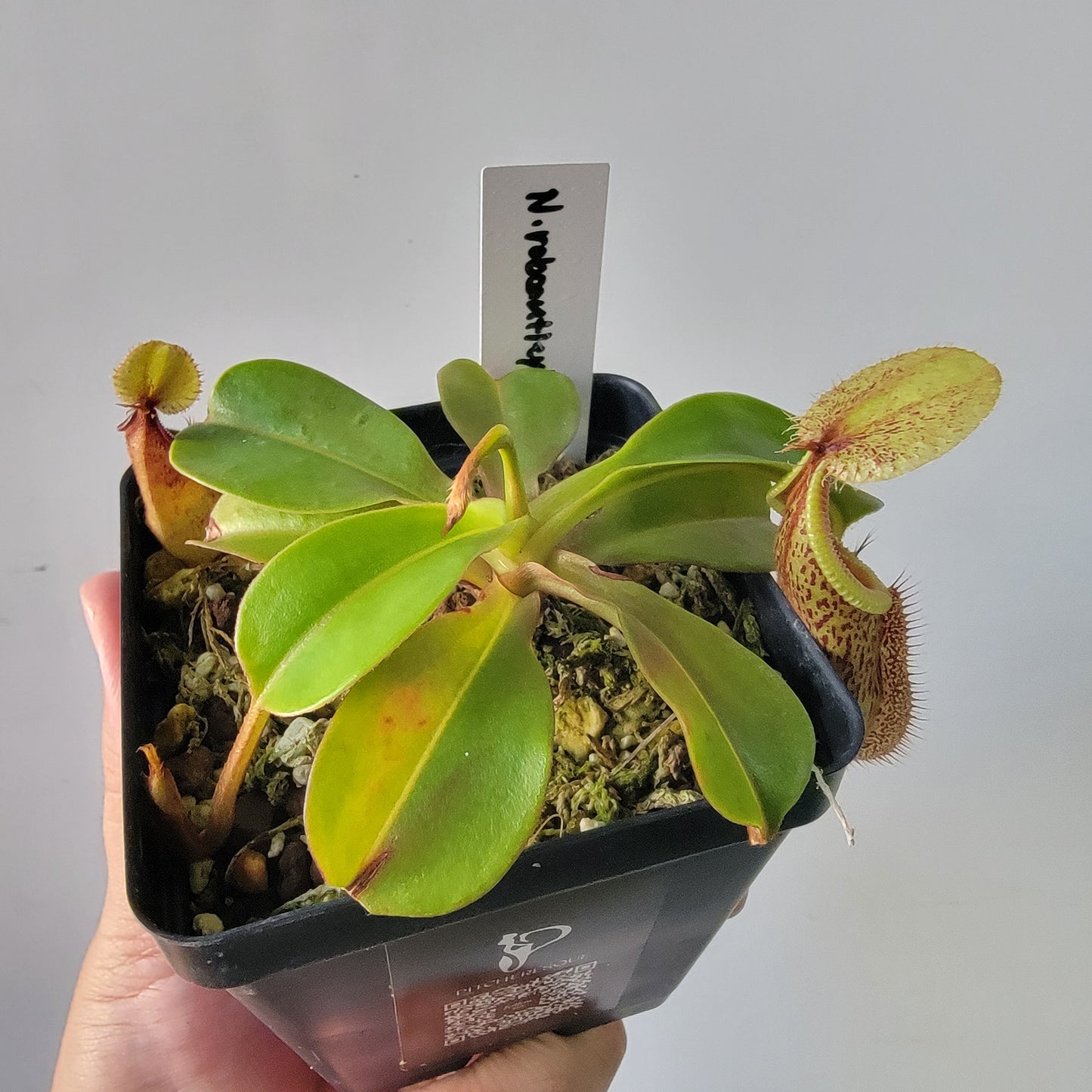 Nepenthes robcantleyi x hamata BE