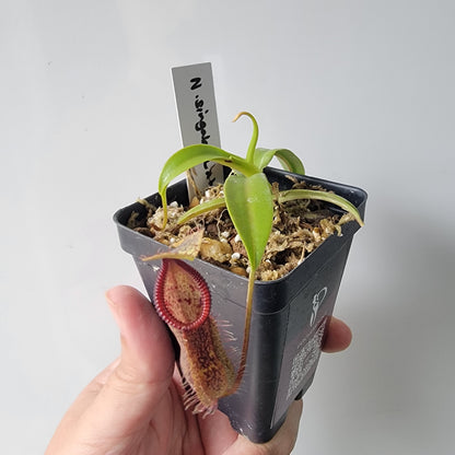 Nepenthes singalana x hamata BE