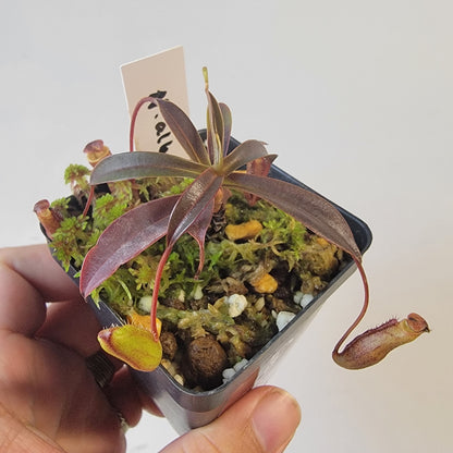 Nepenthes alba BCP