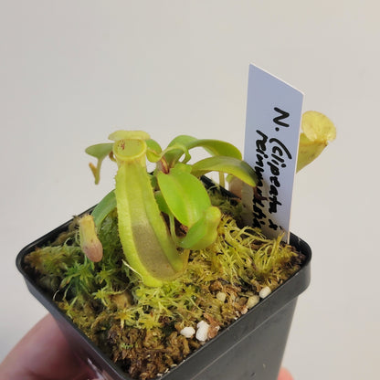 Nepenthes clipeata x reinwardtiana BCP