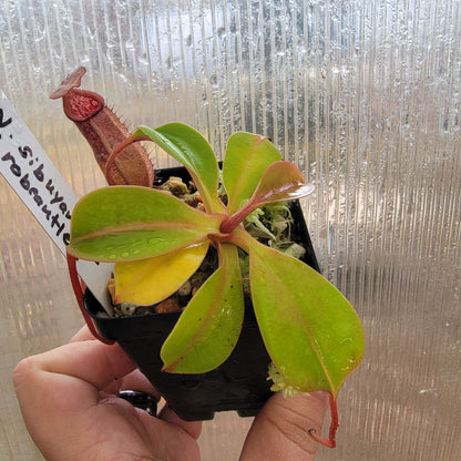 Nepenthes sibuyanensis x robcantleyi BE