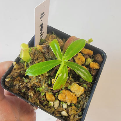 Nepenthes pervillei BCP