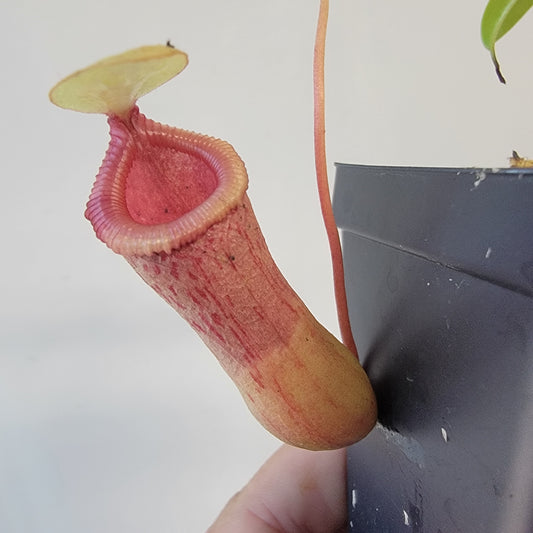 Nepenthes ventricosa 'HI clone'