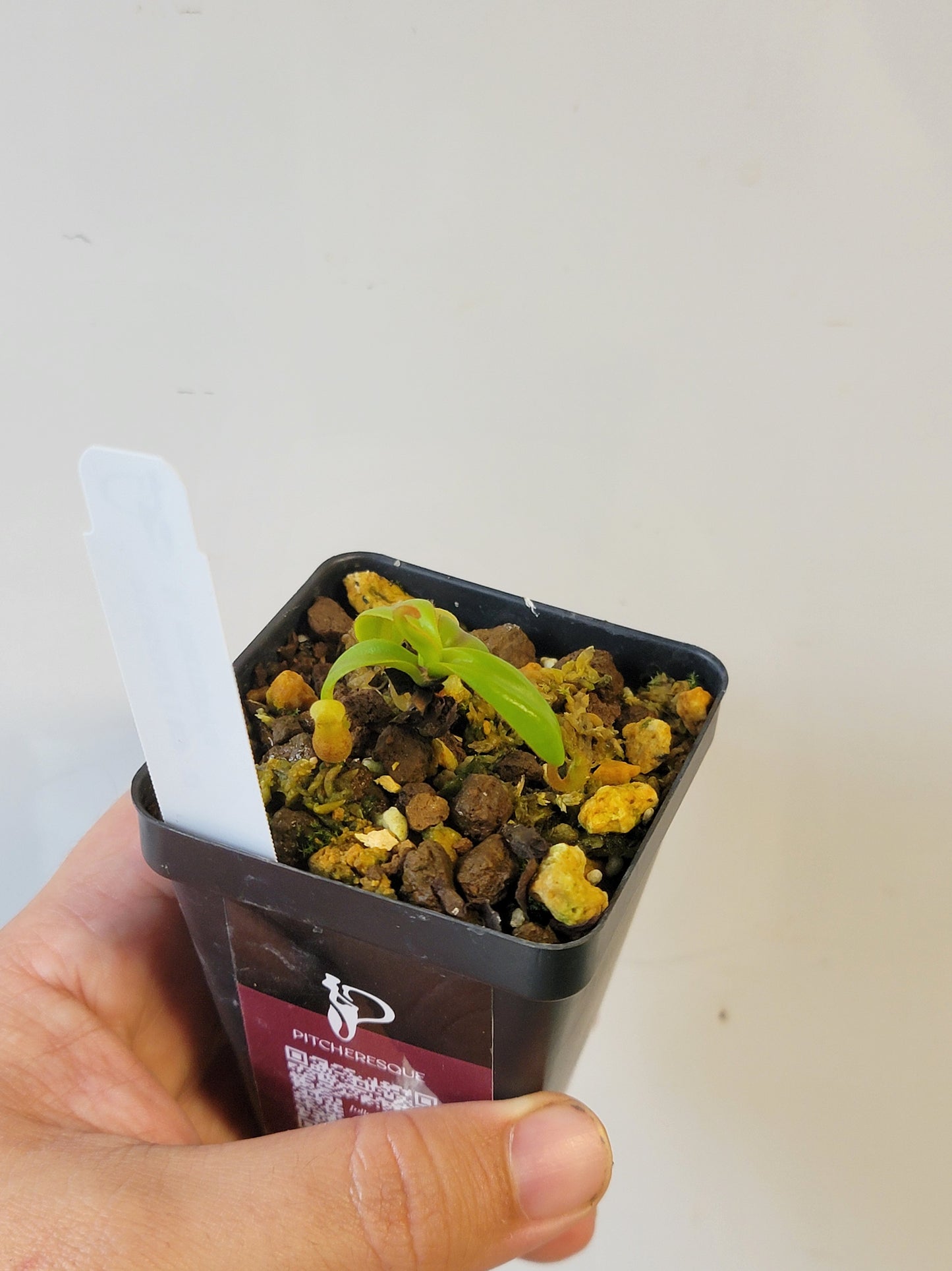 Nepenthes macrophylla BCP