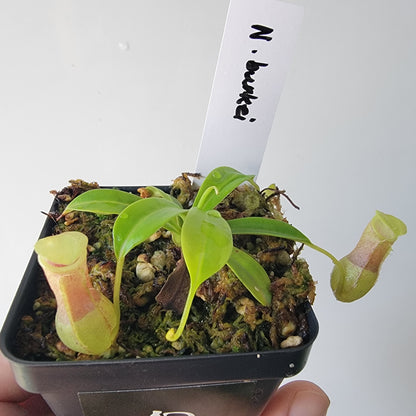 Nepenthes burkei BE