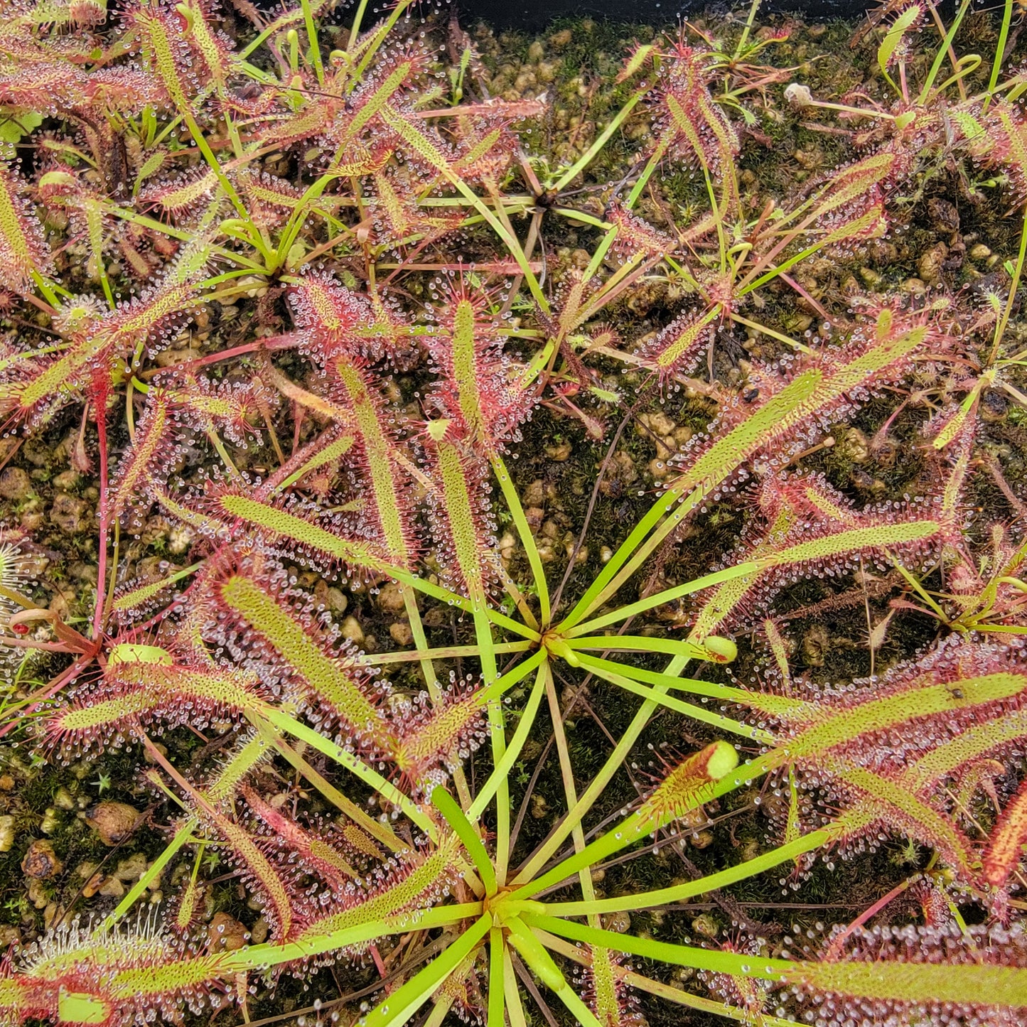 Drosera capensis SG bare root