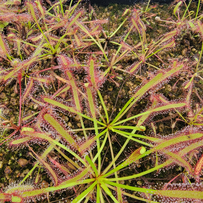Drosera capensis SG bare root