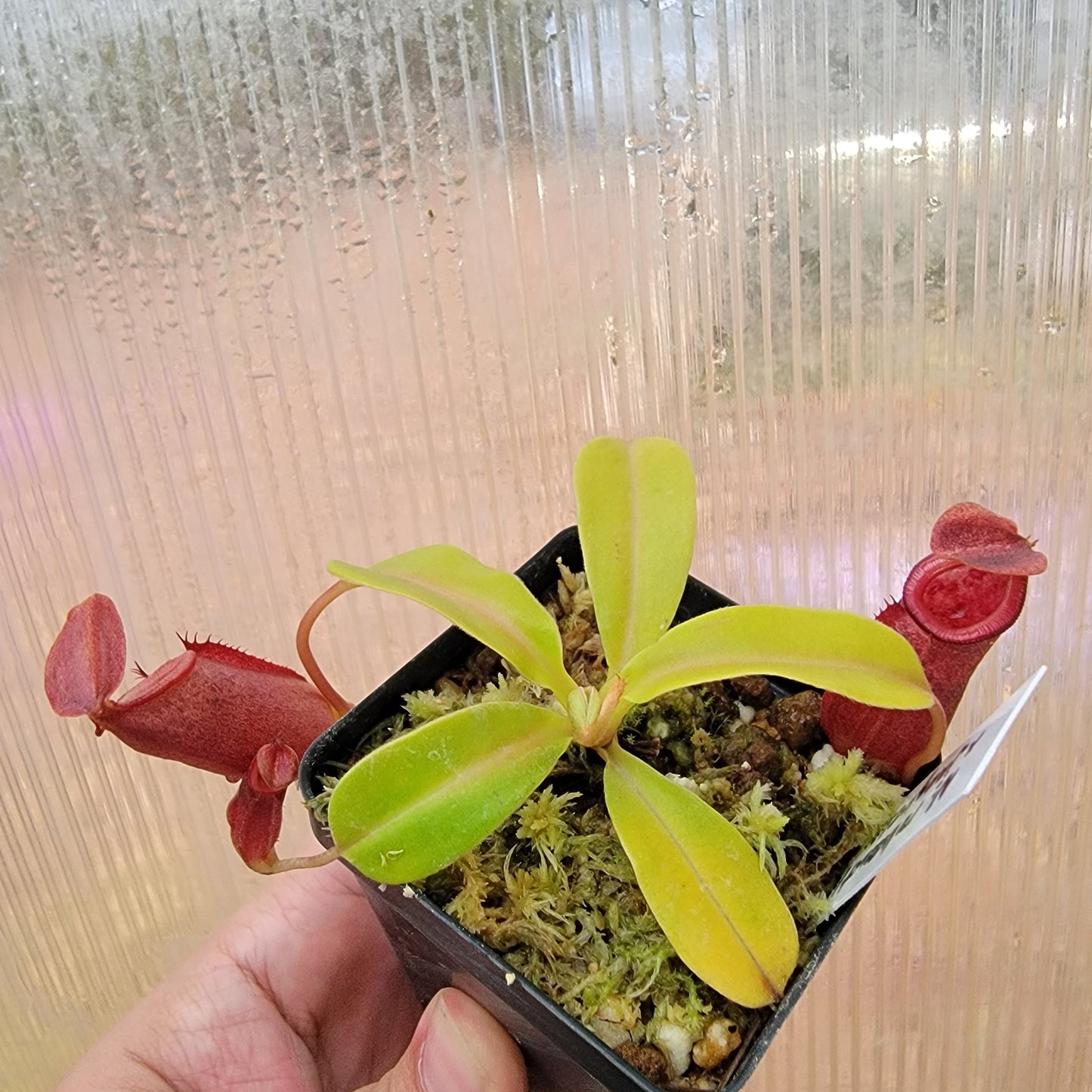 Nepenthes robcantleyi x jacquelineae BE