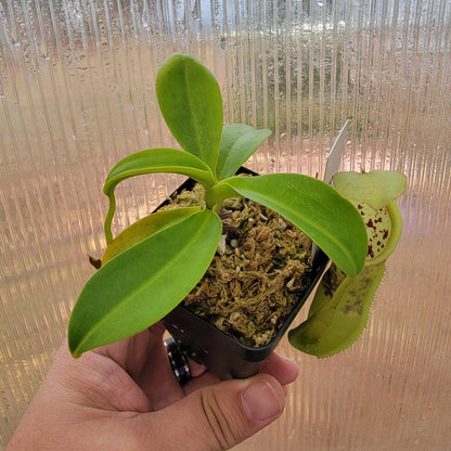 Nepenthes spathulata x campanulata BE