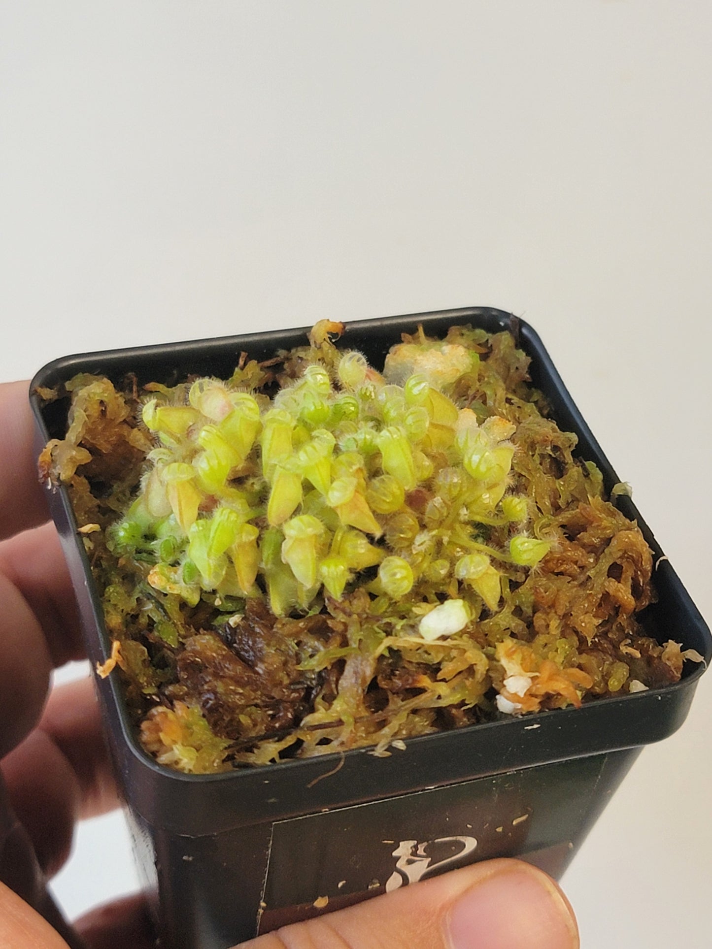 Cephalotus follicularis BCP