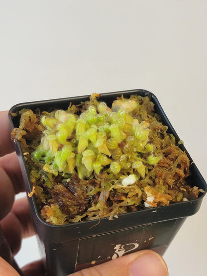 Cephalotus follicularis BCP