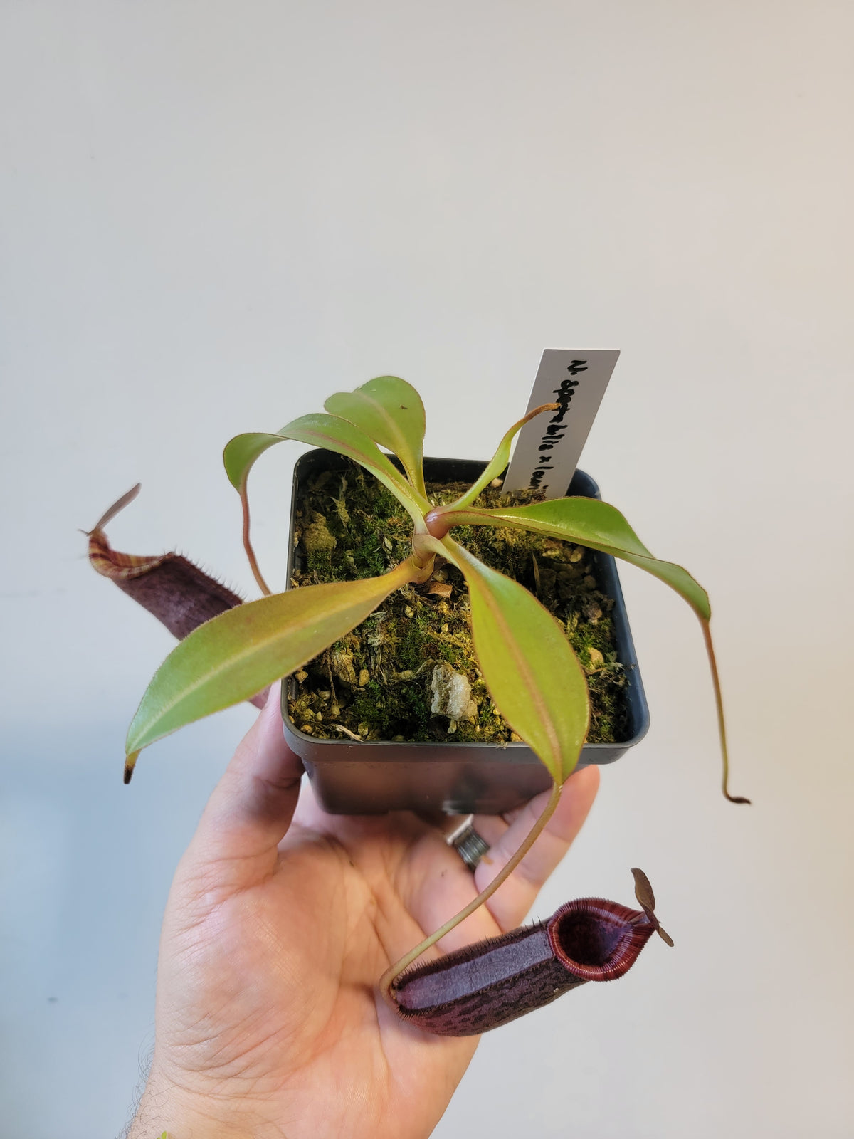 Nepenthes spectabilis x lowii BE