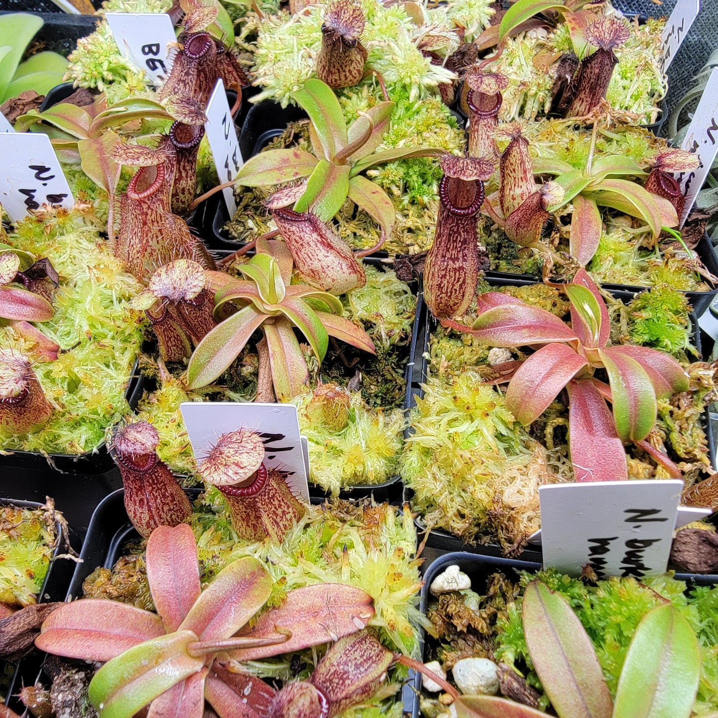 Nepenthes burkei x hamata BE