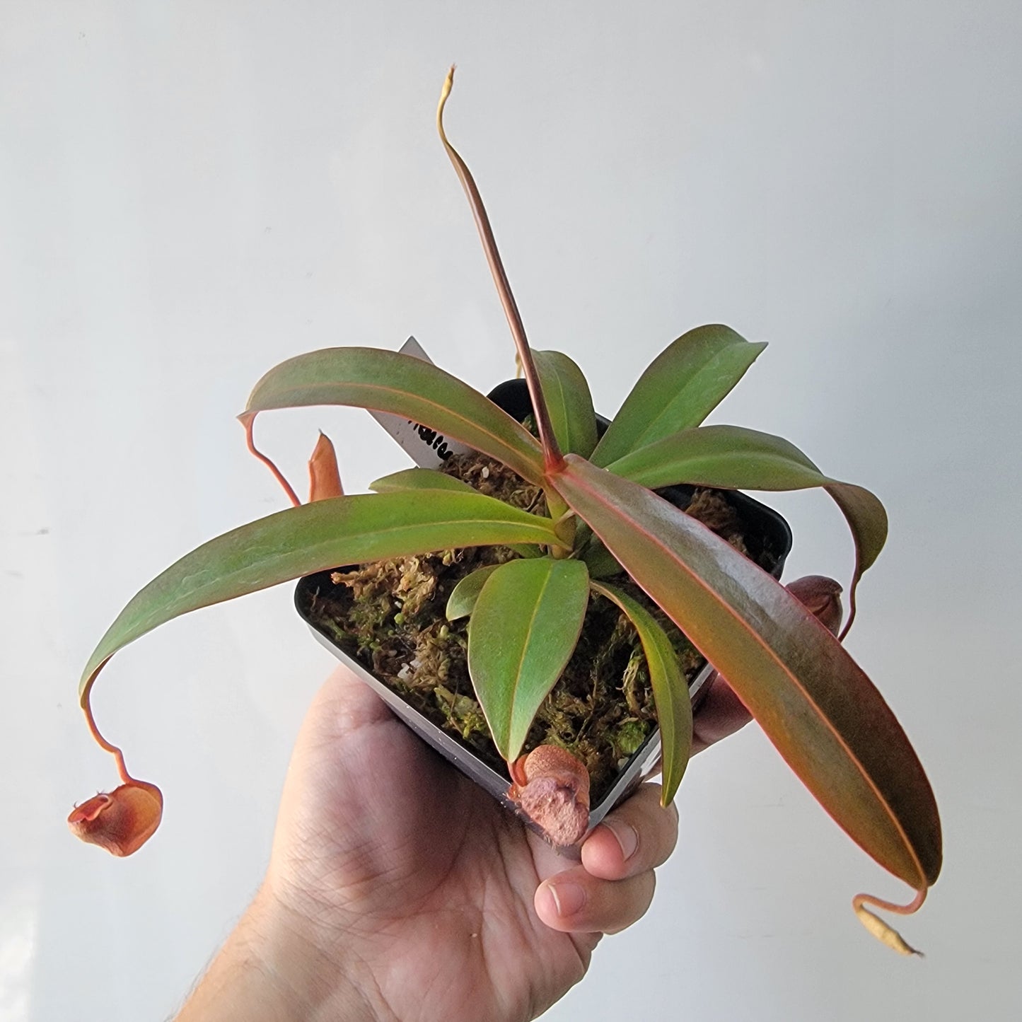 Nepenthes "Rebecca Soper"