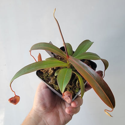 Nepenthes "Rebecca Soper"