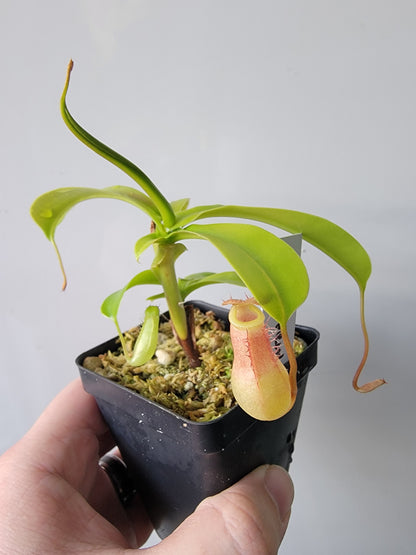 Nepenthes "Ventrata"