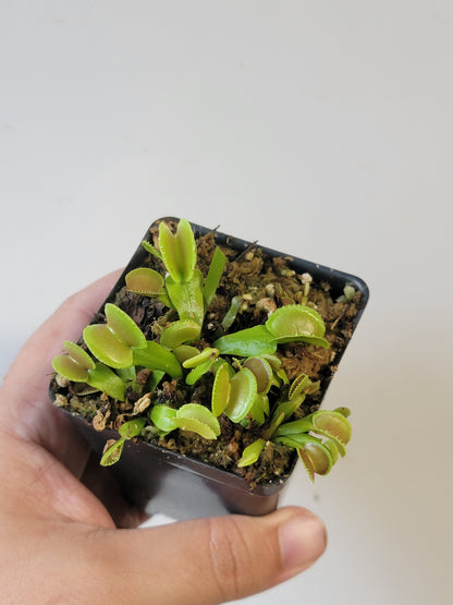 Dionaea musc. "Adentate"