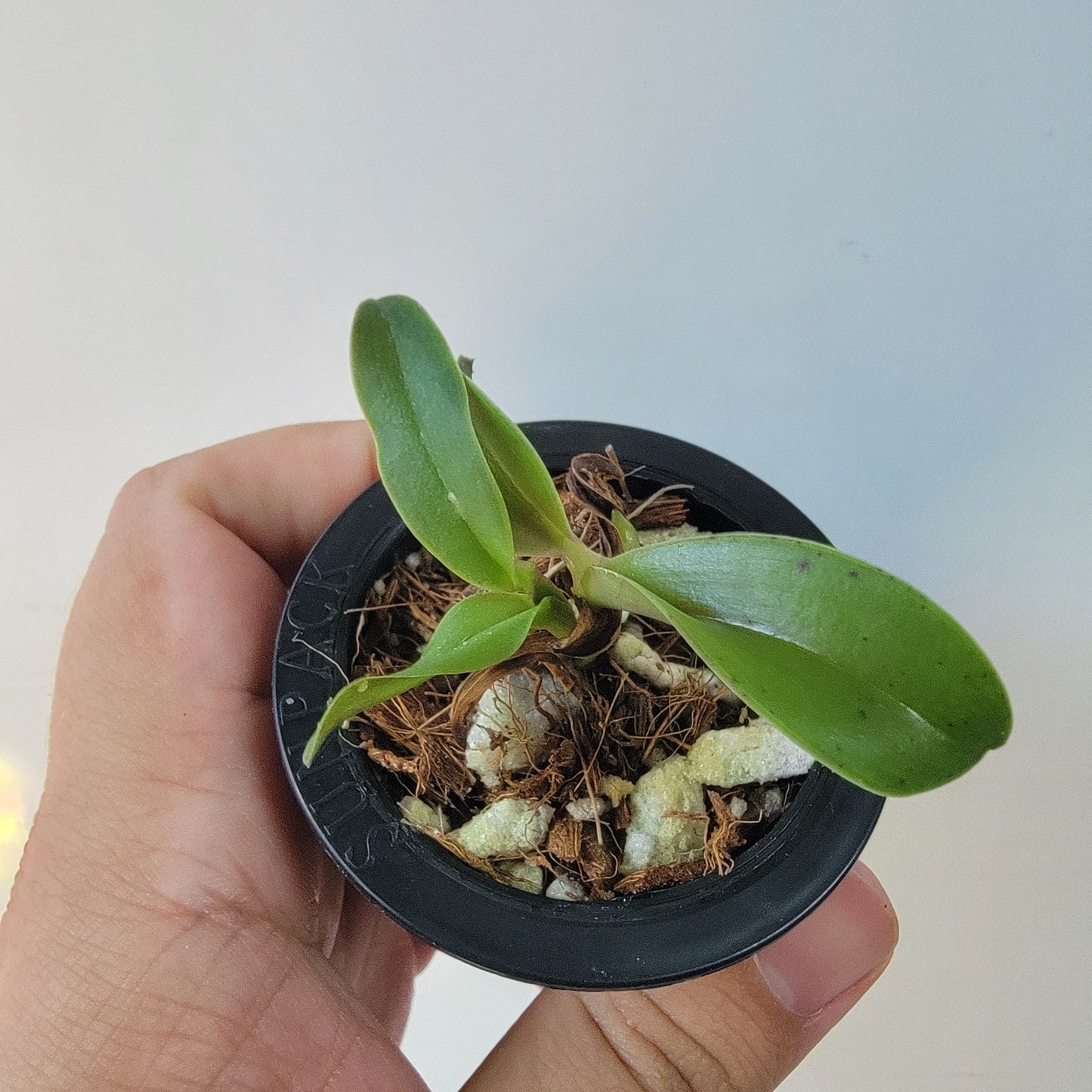 Cattleya Orchid (Culminant 'Les Tuilieres' x Mem. Grant Eichler 'Lenette')