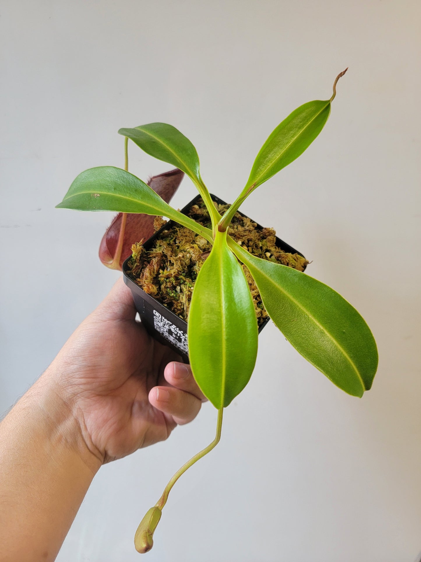 Nepenthes singalana x ventricosa x robcantleyi BE