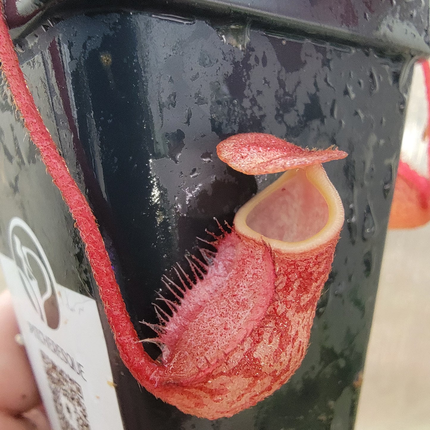 Nepenthes peltata BE